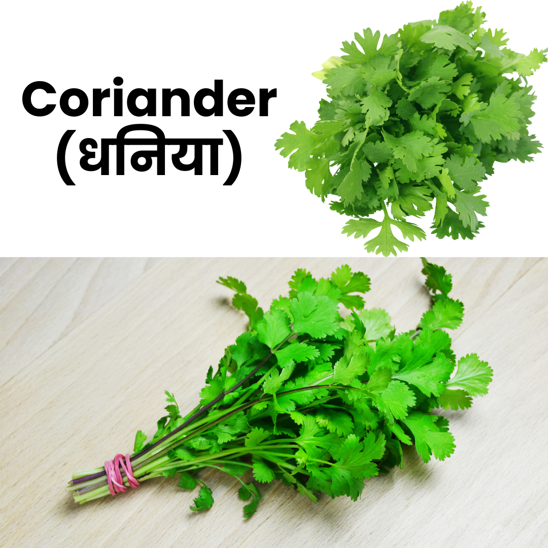 Bunch of coriander with text 'Coriander (धनिया)' on a white background
