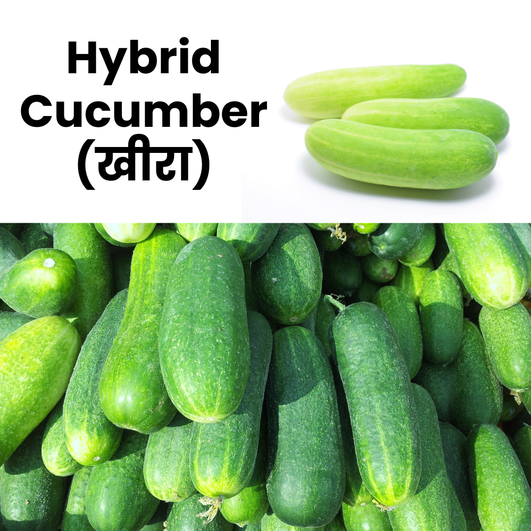 Hybrid Cucumber (Kheera)