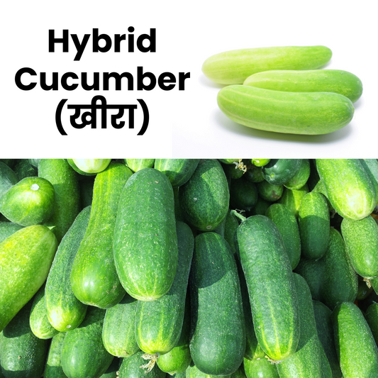 HybridCucumber_Kheera_NatureBasket