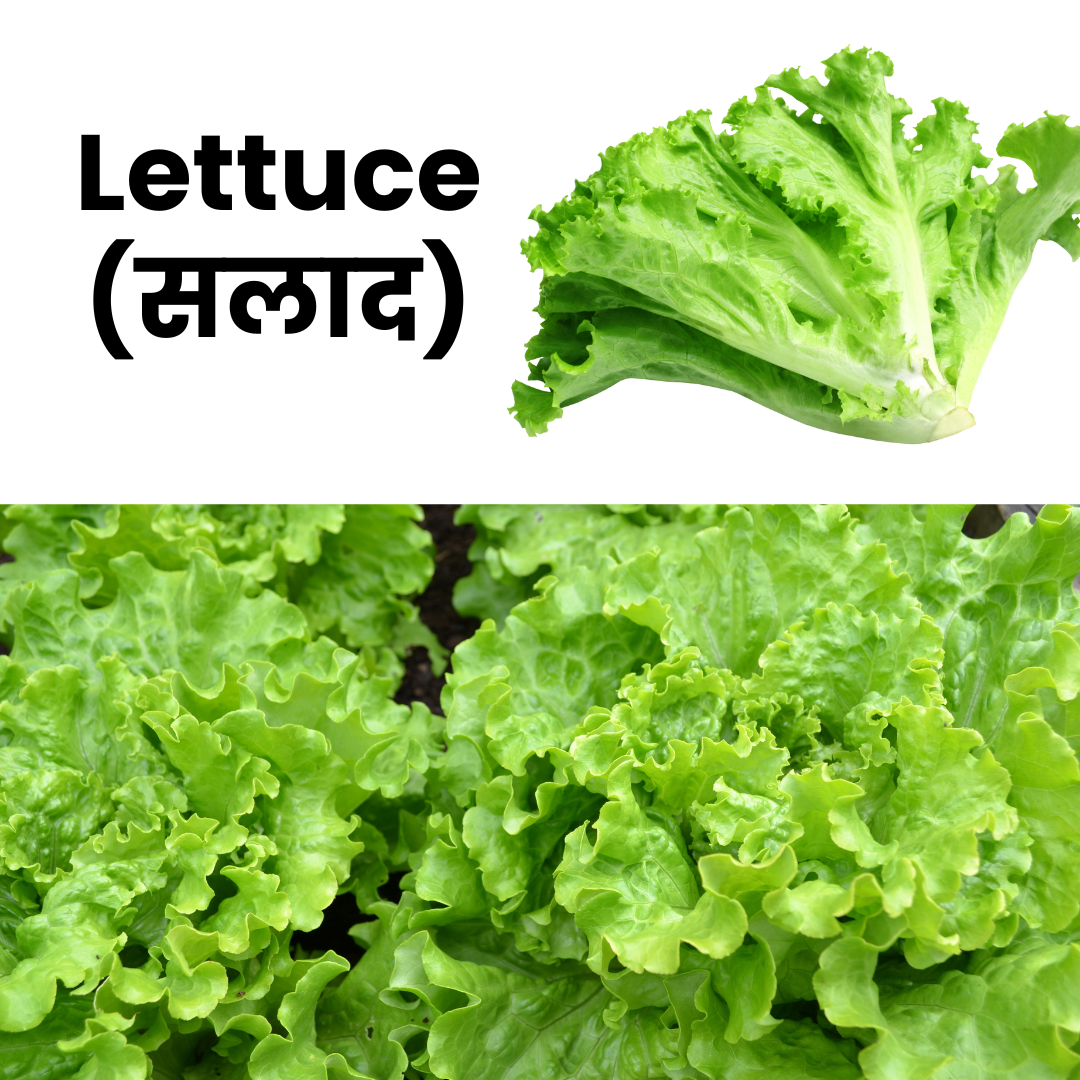 Lettuce Leaves