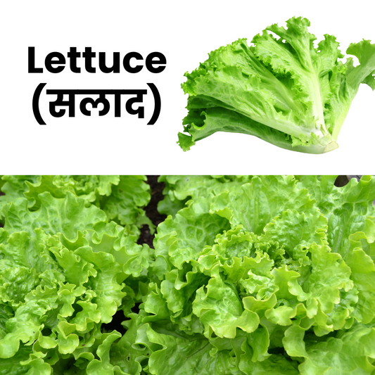 LettuceLeaves_Salad Patta_NatureBasket