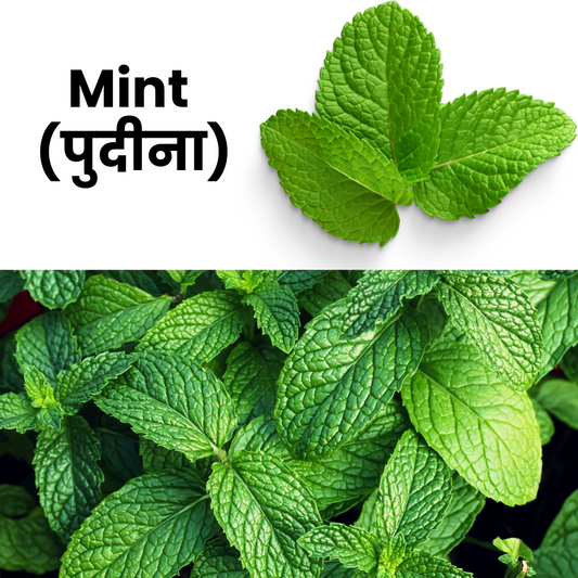 Mint (Pudina)