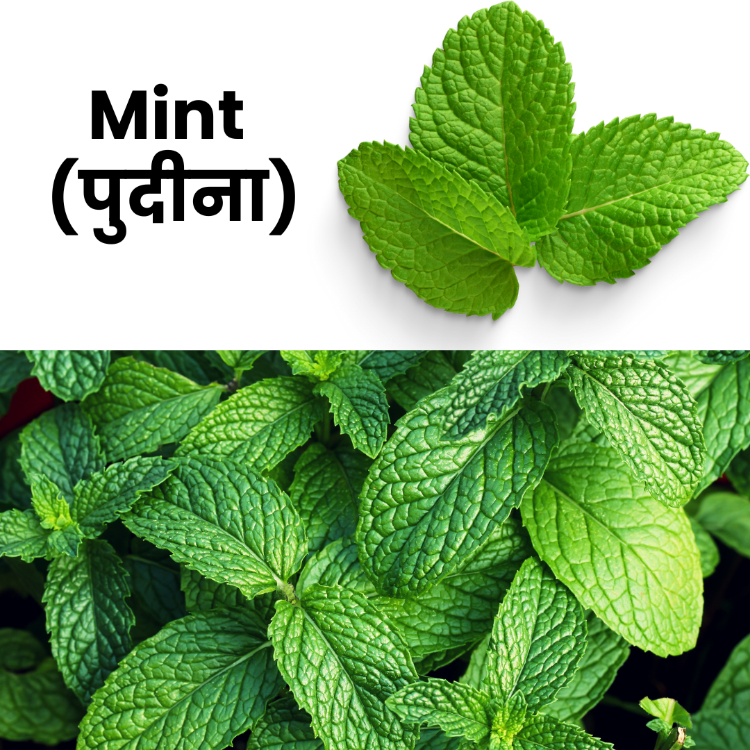 Mint leaves with text indicating the name 'Mint' and its Hindi name 'पुष्पीना'.