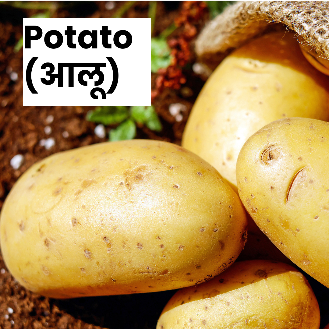 Potato- New Crop (Aaloo)